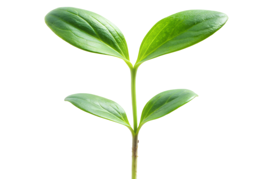 Young green plant sprout emerging against a PNG background symbolizing growth and hope, sprout, plant, green, seedling, growth, nature, leaf, leaves, black background, new life, spring, emerging, agri