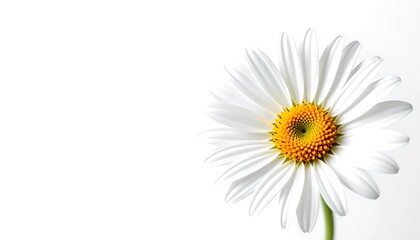 Fototapeta premium a vibrant daisy flower, with its bright yellow center and pristine white petals, is captured in a close-up shot