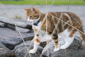 Vacation with cat. Domestic short hair tri color tabby ca wearing gps tracker on collar during...