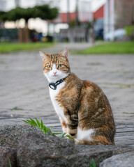 Vacation with cat. Domestic short hair tri color tabby ca wearing gps tracker on collar during...