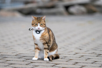 Vacation with cat. Domestic short hair tri color tabby ca wearing gps tracker on collar during...