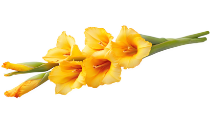 Hyperrealistic photo of a single Gladiolus flower spike (e.g., vibrant yellow), multiple blooms along stem, sharp focus on open flowers, isolated on Transparent background