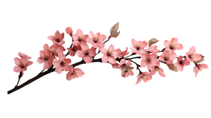 Hyperrealistic photo of a single branch of cherry blossoms, delicate pink flowers fully bloomed, sharp focus on petals and stamens, soft lighting, isolated on Transparent background