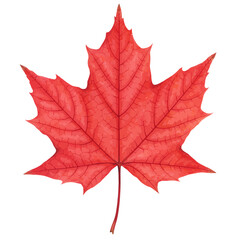 Obraz premium Detailed Watercolor Painting of a Vibrant Red Maple Leaf on White Background