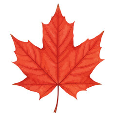 Naklejka premium Vibrant Red Maple Leaf with Intricate Veins on a Clean White Backdrop