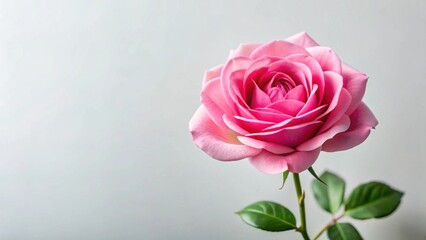 Naklejka premium A Delicate Pink Rose Blossom on a Light Background, a Symbol of Elegance and Beauty