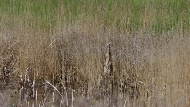 American Bittern camouflaged in a marsh walks away, with ambient sound, part 3 of 3