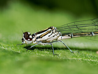 Petite nymphe au corps de feu (Coenagrion puella) femelle posée sur feuille, zygoptère de la famille des Coenagrionidae