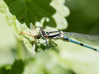 Mâle de petite nymphe au corps de feu (Coenagrion puella) capturant un insecte, comportement de chasse en milieu naturel