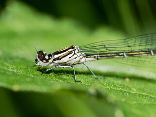 Petite nymphe au corps de feu (Coenagrion puella) femelle posée sur feuille, zygoptère de la famille des Coenagrionidae