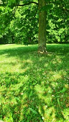 Baum im Schatten - Sommerruhe im Park