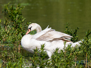 Cygne tuberculé (Cygnus olor) au bord de l’eau, oiseau aquatique majestueux en réserve naturelle de Baie de Somme