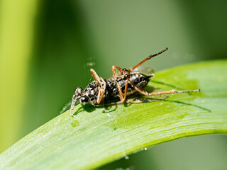 Dioctria rufipes mort sur une feuille, asilide de la famille des Asilidae photographié en Baie de Somme