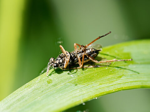 Dioctria rufipes mort sur une feuille, asilide de la famille des Asilidae photographi&eacute; en Baie de Somme