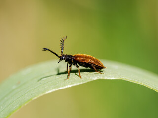 Drilus flavescens mâle sur feuille, coléoptère à antennes pectinées de la famille des Drilidae – Baie de Somme