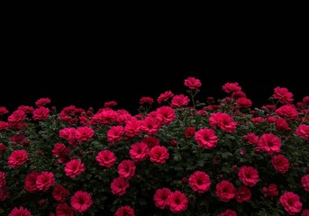 A vibrant bed of deep pink chrysanthemums bursts with color against a stark black background, highlighting the beauty and saturation of the blossoms.