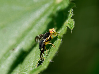 Euleia heraclei sur feuille, mouche de la famille des Tephritidae aux ailes marquées et yeux colorés