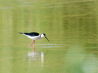 Échasse blanche (Himantopus himantopus) cherchant sa nourriture en eau peu profonde, oiseau limicole élégant en Baie de Somme