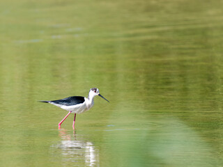 Échasse blanche (Himantopus himantopus) cherchant sa nourriture en eau peu profonde, oiseau limicole élégant en Baie de Somme
