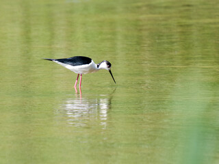 Échasse blanche (Himantopus himantopus) cherchant sa nourriture en eau peu profonde, oiseau limicole élégant en Baie de Somme