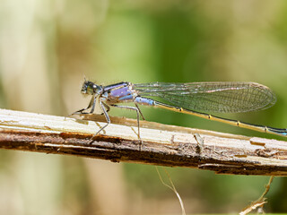 Mâle de petite nymphe au corps de feu (Ischnura elegans) posé sur une tige sèche en milieu humide, Baie de Somme