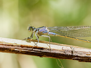 Mâle de petite nymphe au corps de feu (Ischnura elegans) posé sur une tige sèche en milieu humide, Baie de Somme
