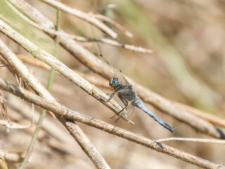 Libellule à nervures claires (Orthetrum cancellatum) – portraits macro de mâle et femelle sur tiges sèches, réserve de Grand-Laviers