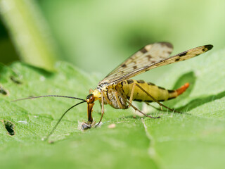 Panorpa germanica mâle en train de se nourrir sur une feuille, scorpion des mouches, insecte de l’ordre des Mécoptères