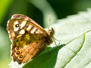 Pararge aegeria posé sur une feuille, Tircis, papillon de la famille des Nymphalidae en Baie de Somme