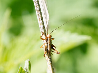 Pholidoptera griseoaptera en milieu naturel, dectique grisâtre sur feuille et tige, orthoptère de la famille des Tettigoniidae