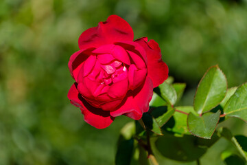鮮やかな赤い薔薇のクローズアップ