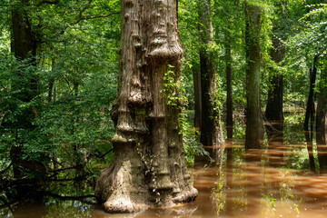 cypress tree in wet land in Big Thicket National Preserve, Texas