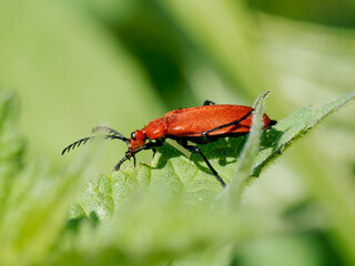 Cardinal à antennes dentelées (Pyrochroa serraticornis) sur feuille, coléoptère rouge de la famille des Pyrochroidae