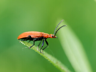 Cardinal à antennes dentelées (Pyrochroa serraticornis) sur feuille, coléoptère rouge de la famille des Pyrochroidae