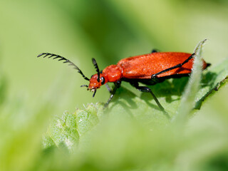 Cardinal à antennes dentelées (Pyrochroa serraticornis) sur feuille, coléoptère rouge de la famille des Pyrochroidae