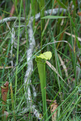 green pitcher plant close up picture