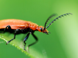 Cardinal à antennes dentelées (Pyrochroa serraticornis) sur feuille, coléoptère rouge de la famille des Pyrochroidae