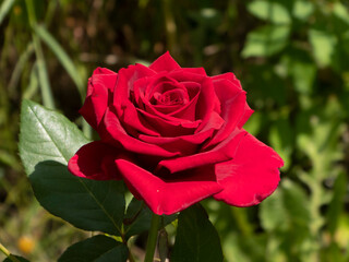 Exquisite Red Rose Bloom with Lush Green Foliage