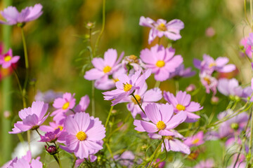 秋風に揺れるコスモスの花々