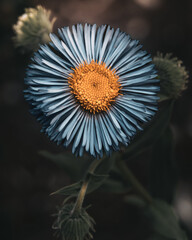 Close-Up of Blue Aster Flower with Yellow Center in Soft Natural Light