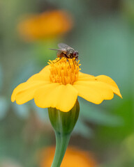 Housefly Feeding on Bright Yellow Marigold Flower