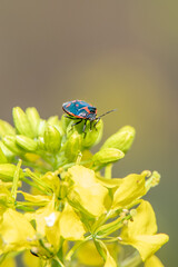 Colorful Shield Bug on Yellow Flower Buds in Bright Natural Light