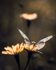 Butterfly Feeding on Wildflower in Backlight with Soft Bokeh