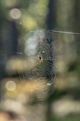 Spider on Dewy Web in Forest Morning Light