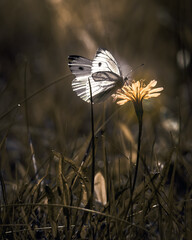 White Butterfly Feeding on Dandelion in Soft Natural Light