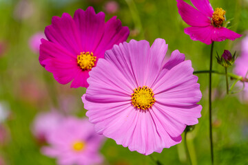 ピンクと赤紫のコスモスの花が咲く秋の風景