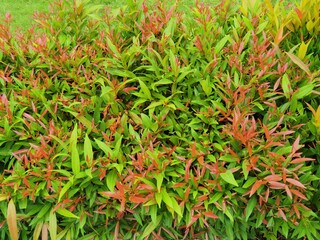 green grass in the garden