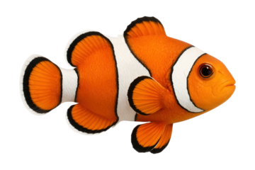 Orange clownfish with white stripes, isolated on transparent background