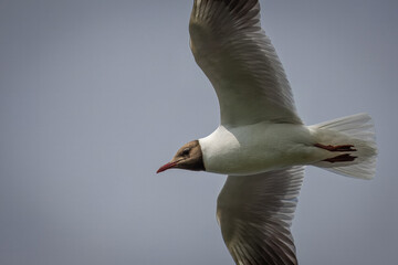 Close-up of an adult black-headed gull (Chroicocephalus ridibundus) flying in the sky on a sunny summer day.