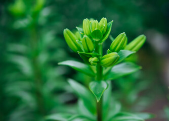Green lily leaves in the garden. Unopened flowers in flower beds. Narrow lily leaves with raindrops...